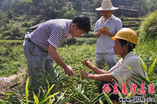 天柱黨員干部一線察看旱災(zāi)(圖)