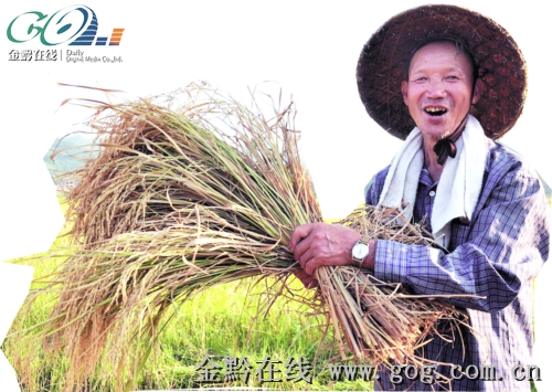 大旱之下保豐收 天柱金秋稻谷黃 田間收割忙