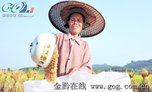 大旱之下保豐收 天柱金秋稻谷黃 田間收割忙