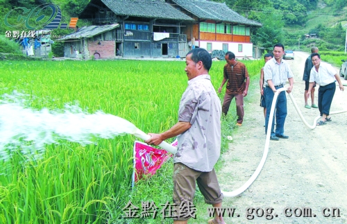 臺江干群齊心協力抗大旱(圖)