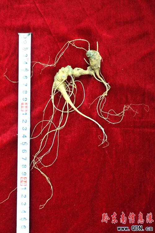 �׹�ɽ�ϣ�ԭʼɭ���� �ڳ�Ұɽ����(�M�D)