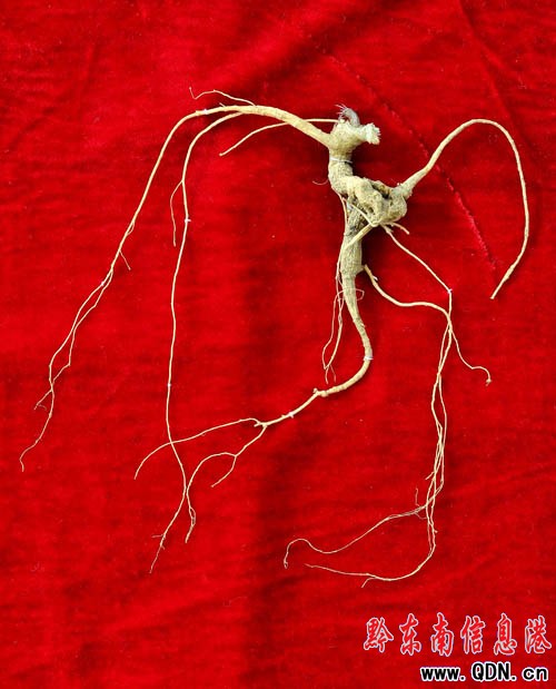 �׹�ɽ�ϣ�ԭʼɭ���� �ڳ�Ұɽ����(�M�D)