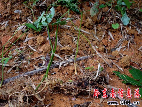 �׹�ɽ�ϣ�ԭʼɭ���� �ڳ�Ұɽ����(�M�D)