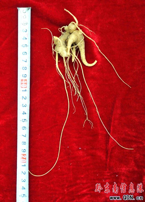 �׹�ɽ�ϣ�ԭʼɭ���� �ڳ�Ұɽ����(�M�D)