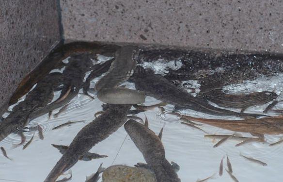 岑鞏積極發(fā)展娃娃魚特色水產(chǎn)養(yǎng)殖業(yè)助農(nóng)增收