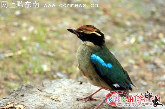 �׹�ɽ�l�F���Ң򼉱��o�B�---�{���ɫ��