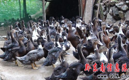 劍河南明支書金祖發帶群眾發展養殖奔富路