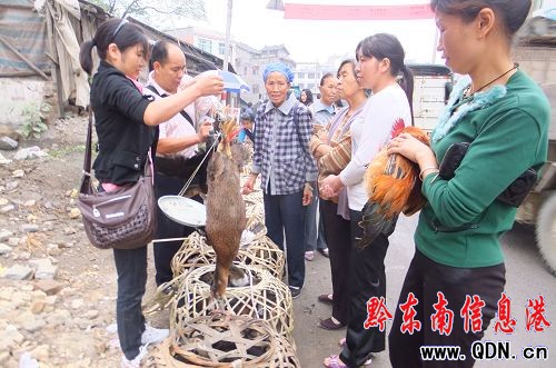 劍河南明支書金祖發帶群眾發展養殖奔富路