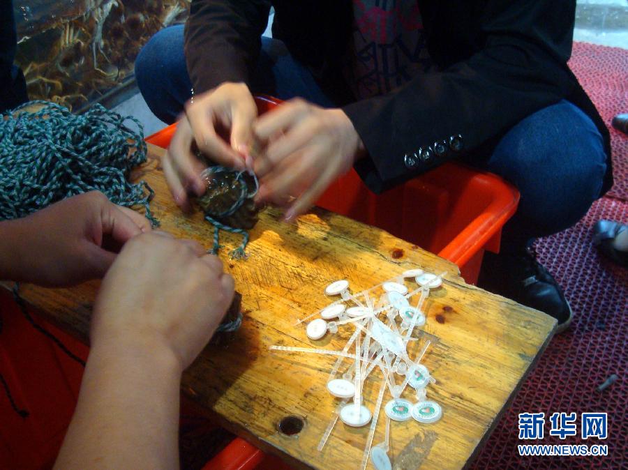 普通蟹“套牌”變身陽澄湖大閘蟹