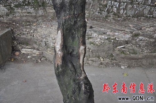 ���w���@�����M�� ��ľ�⿳����֦���D��