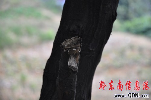 ���w���@�����M�� ��ľ�⿳����֦���D��