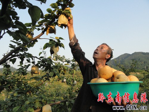 三穗:金秋梨大旱之年獲豐收 購銷兩旺果農樂