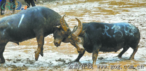 凱里斗牛巔峰對決新牛王登上冠軍寶座(圖)