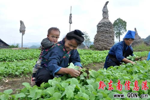 ��կ�h����Ⱥ����Næ���M�D��