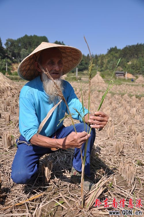 三穗水稻又有新發現 意外發現