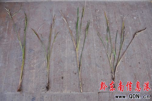 三穗水稻又有新發現 意外發現