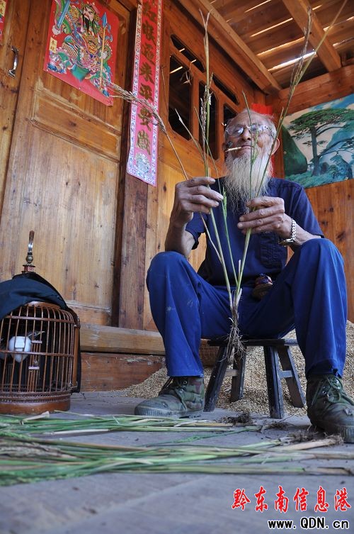 三穗水稻又有新發現 意外發現