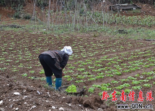 久旱逢甘霖 秋雨滋潤助農作物改種種植(圖)