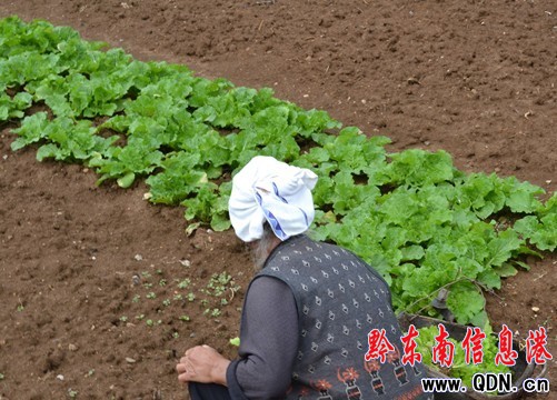久旱逢甘霖 秋雨滋潤助農作物改種種植(圖)