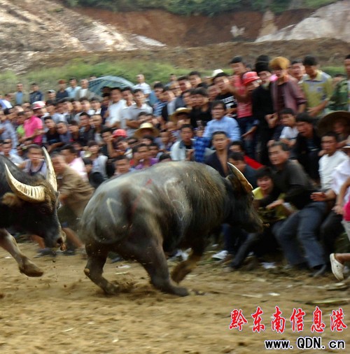 農村斗牛場安全隱患多(圖)