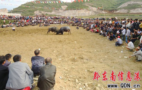 農村斗牛場安全隱患多(圖)