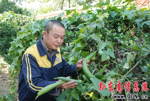 偏僻小站黨員開荒種菜效果好(圖)