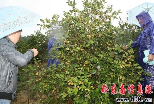 黎平縣油茶新品種試驗示范基地產量創新高