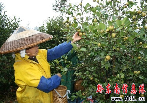 黎平縣油茶新品種試驗示范基地產量創新高