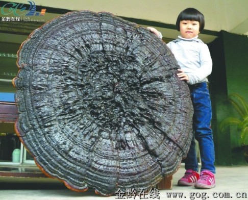 好大一株靈芝!直徑101cm重7.86kg 產于黔東南