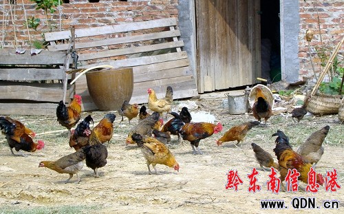 ���{(di��o)��ͥ�N�B(y��ng)  ��Ԫ���w�¸����D��