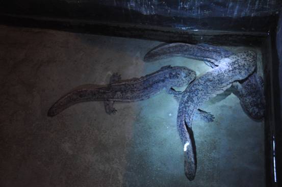 ��ˮ�еĴ���؈���Bֳ�u��Ҏģ���D��