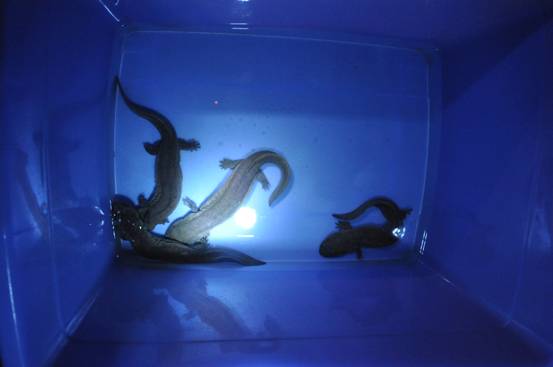 ��ˮ�еĴ���؈���Bֳ�u��Ҏģ���D��