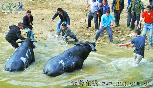 ��ɽ�h����Ⱥ���e�ж�ţ�����׻�ӑc����