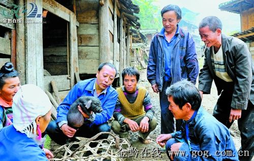 “高管”變“豬倌”帶動農戶養香豬(組圖)