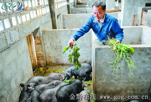 “高管”變“豬倌”帶動農戶養香豬(組圖)