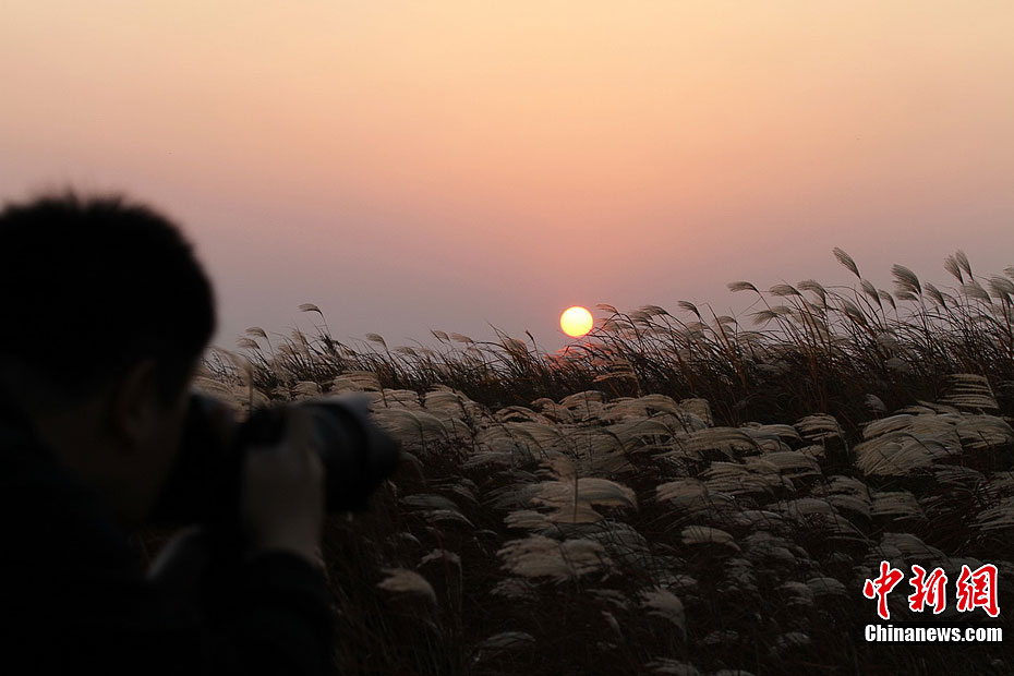 鄱陽湖蘆葦迎風搖曳美景令人醉