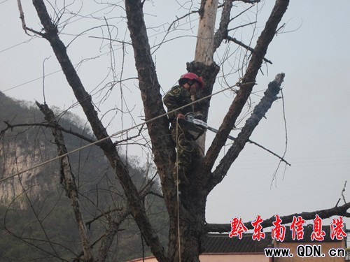 枯樹搖搖欲墜 鎮遠消防伐樹排險(圖)