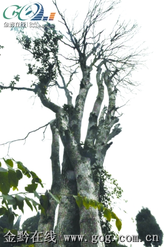 �Ⱦ��҂��ġ����¹𡱣��D��