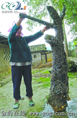 �ݘ�Y�Mǧ����֥���D��