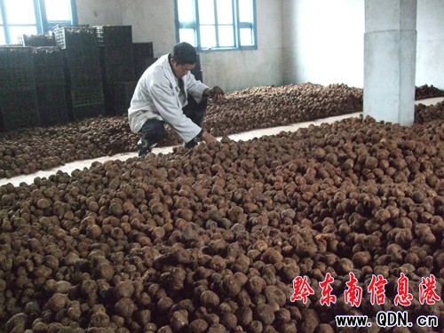 雷山縣魔芋起死回生(圖)