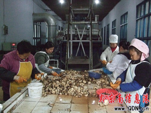雷山縣魔芋起死回生(圖)