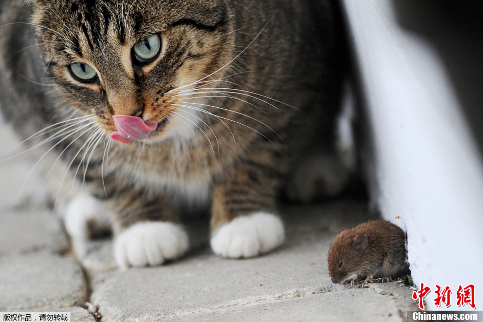 貓鼠墻角“私會”