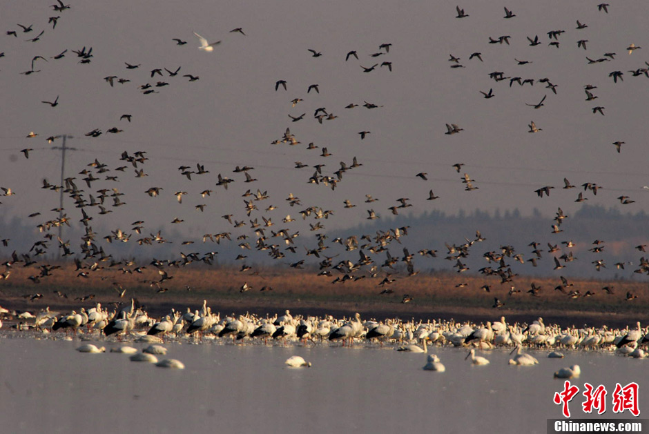 二十萬候鳥齊鳴鄱陽湖
