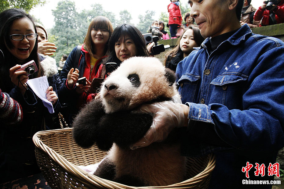 重慶大熊貓幼仔“賣萌”