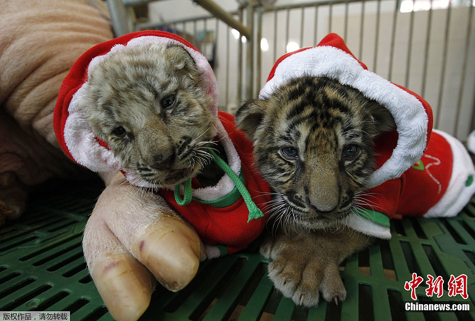 泰國虎崽穿衣迎圣誕