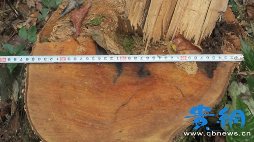 觸目如瘡疤 金絲楠木因盜伐瀕臨滅絕(圖)