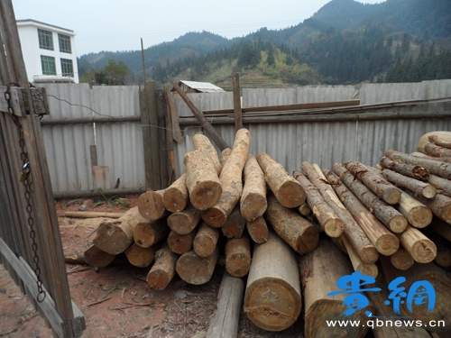 觸目如瘡疤 金絲楠木因盜伐瀕臨滅絕(圖)