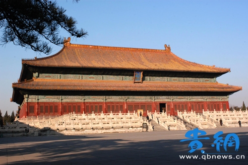 觸目如瘡疤 金絲楠木因盜伐瀕臨滅絕(圖)
