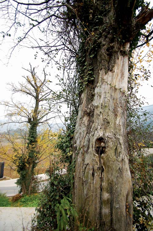 �P��һǧ���y�Ә�K�⡰���t���̡� ����һϢ