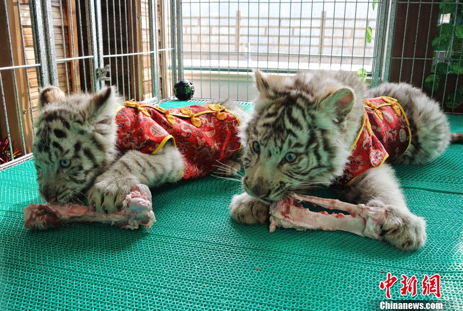 小白虎唐裝亮相迎“小年”